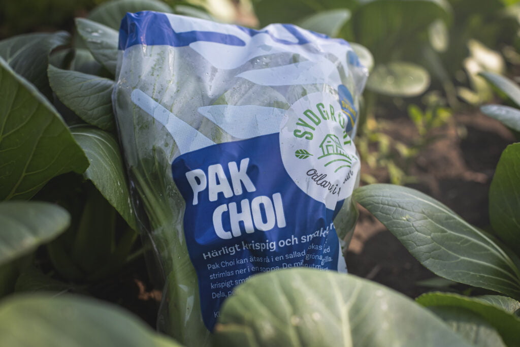 Pak Choi 3